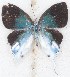  ( - MLIB-2624)  @11 [ ] by-nc-na (2020) Michel Libert Centre for Biodiversity Genomics