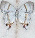  (Hypolycaena lebona - MLIB-2624)  @11 [ ] by-nc-na (2020) Michel Libert Centre for Biodiversity Genomics