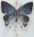  ( - MLIB-2629)  @11 [ ] by-nc-na (2020) Michel Libert Centre for Biodiversity Genomics