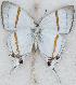  ( - MLIB-2629)  @11 [ ] by-nc-na (2020) Michel Libert Centre for Biodiversity Genomics