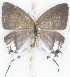  ( - MLIB-2630)  @11 [ ] by-nc-na (2020) Michel Libert Centre for Biodiversity Genomics