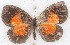  ( - MLIB-2631)  @11 [ ] by-nc-na (2020) Michel Libert Centre for Biodiversity Genomics