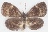  ( - MLIB-2634)  @11 [ ] by-nc-na (2020) Michel Libert Centre for Biodiversity Genomics
