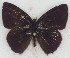  (Anthene ituria - MLIB-2639)  @11 [ ] by-nc-na (2020) Michel Libert Centre for Biodiversity Genomics
