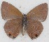  ( - MLIB-2639)  @11 [ ] by-nc-na (2020) Michel Libert Centre for Biodiversity Genomics