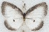  ( - MLIB-2647)  @11 [ ] by-nc-na (2020) Michel Libert Centre for Biodiversity Genomics