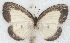  ( - MLIB-2653)  @11 [ ] by-nc-na (2020) Michel Libert Centre for Biodiversity Genomics