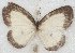  ( - MLIB-2654)  @11 [ ] by-nc-na (2020) Michel Libert Centre for Biodiversity Genomics