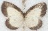  ( - MLIB-2655)  @11 [ ] by-nc-na (2020) Michel Libert Centre for Biodiversity Genomics