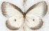  ( - MLIB-2655)  @11 [ ] by-nc-na (2020) Michel Libert Centre for Biodiversity Genomics