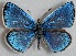  ( - MLIB-2686)  @11 [ ] by-nc-na (2020) Michel Libert Centre for Biodiversity Genomics