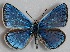  ( - MLIB-2687)  @11 [ ] by-nc-na (2020) Michel Libert Centre for Biodiversity Genomics
