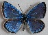  ( - MLIB-2689)  @11 [ ] by-nc-na (2020) Michel Libert Centre for Biodiversity Genomics