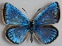  ( - MLIB-2690)  @11 [ ] by-nc-na (2020) Michel Libert Centre for Biodiversity Genomics
