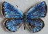  ( - MLIB-2691)  @11 [ ] by-nc-na (2020) Michel Libert Centre for Biodiversity Genomics
