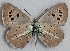  ( - MLIB-2691)  @11 [ ] by-nc-na (2020) Michel Libert Centre for Biodiversity Genomics