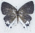  ( - MLIB-2701)  @11 [ ] by-nc-na (2021) Michel Libert Centre for Biodiversity Genomics