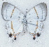  ( - MLIB-2701)  @11 [ ] by-nc-na (2021) Michel Libert Centre for Biodiversity Genomics