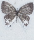  ( - MLIB-2703)  @11 [ ] by-nc-na (2021) Michel Libert Centre for Biodiversity Genomics