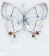  ( - MLIB-2703)  @11 [ ] by-nc-na (2021) Michel Libert Centre for Biodiversity Genomics