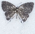  ( - MLIB-2704)  @11 [ ] by-nc-na (2021) Michel Libert Centre for Biodiversity Genomics