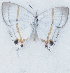  ( - MLIB-2704)  @11 [ ] by-nc-na (2021) Michel Libert Centre for Biodiversity Genomics