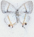  ( - MLIB-2710)  @11 [ ] by-nc-na (2021) Michel Libert Centre for Biodiversity Genomics
