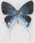  ( - MLIB-2711)  @11 [ ] by-nc-na (2021) Michel Libert Centre for Biodiversity Genomics