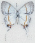  ( - MLIB-2711)  @11 [ ] by-nc-na (2021) Michel Libert Centre for Biodiversity Genomics