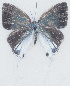  (Hypolycaena clench - MLIB-2712)  @11 [ ] by-nc-na (2021) Michel Libert Centre for Biodiversity Genomics