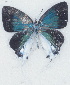  (Hypolycaena scintillans - MLIB-2713)  @11 [ ] by-nc-na (2021) Michel Libert Centre for Biodiversity Genomics