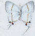  ( - MLIB-2742)  @11 [ ] by-nc-na (2021) Michel Libert Centre for Biodiversity Genomics