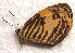  ( - MLIB-2746)  @11 [ ] by-nc-na (2021) Michel Libert Centre for Biodiversity Genomics