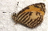  ( - MLIB-2747)  @11 [ ] by-nc-na (2021) Michel Libert Centre for Biodiversity Genomics