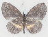  ( - MLIB-2749)  @11 [ ] by-nc-na (2021) Michel Libert Centre for Biodiversity Genomics
