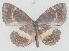  ( - MLIB-2750)  @11 [ ] by-nc-na (2021) Michel Libert Centre for Biodiversity Genomics