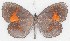  ( - MLIB-2760)  @11 [ ] by-nc-na (2021) Michel Libert Centre for Biodiversity Genomics