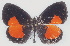  ( - MLIB-2761)  @11 [ ] by-nc-na (2021) Michel Libert Centre for Biodiversity Genomics