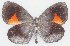  ( - MLIB-2761)  @11 [ ] by-nc-na (2021) Michel Libert Centre for Biodiversity Genomics