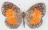  ( - MLIB-2762)  @11 [ ] by-nc-na (2021) Michel Libert Centre for Biodiversity Genomics