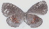  ( - MLIB-2763)  @11 [ ] by-nc-na (2021) Michel Libert Centre for Biodiversity Genomics
