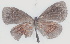  ( - MLIB-2764)  @11 [ ] by-nc-na (2021) Michel Libert Centre for Biodiversity Genomics