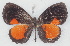  ( - MLIB-2765)  @11 [ ] by-nc-na (2021) Michel Libert Centre for Biodiversity Genomics
