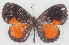  ( - MLIB-2766)  @11 [ ] by-nc-na (2021) Michel Libert Centre for Biodiversity Genomics