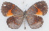  ( - MLIB-2766)  @11 [ ] by-nc-na (2021) Michel Libert Centre for Biodiversity Genomics