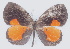 ( - MLIB-2767)  @11 [ ] by-nc-na (2021) Michel Libert Centre for Biodiversity Genomics