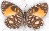  ( - MLIB-2202)  @11 [ ] CreativeCommons - Attribution Non-Commercial Share-Alike (2017) Michel Libert Centre for Biodiversity Genomics