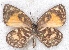  ( - MLIB-2205)  @11 [ ] CreativeCommons - Attribution Non-Commercial Share-Alike (2017) Michel Libert Centre for Biodiversity Genomics