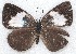 ( - MLIB-2213)  @13 [ ] CreativeCommons - Attribution Non-Commercial Share-Alike (2017) Michel Libert Centre for Biodiversity Genomics