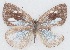  ( - MLIB-2219)  @12 [ ] CreativeCommons - Attribution Non-Commercial Share-Alike (2017) Michel Libert Centre for Biodiversity Genomics